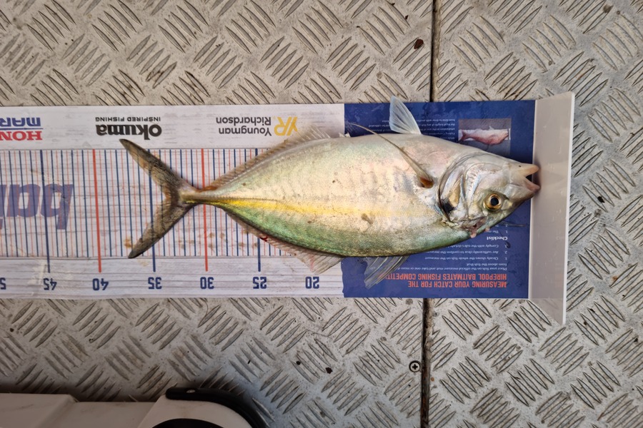 Damo Dalton caught this 33.0cm Trevally at Hauraki Gulf during The Hirepool Baitmates Fishing Comp
